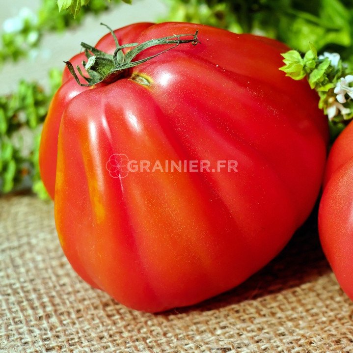 Tomate Tlacolula, Solanum lycopersicum Tlacolula image